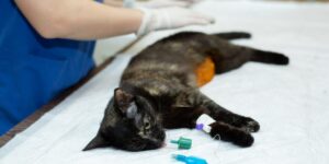 The cat on the operating table in a veterinary clinic. veterinar